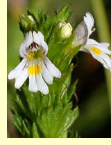Очанка Максимовича (Euphrasia maximowiczii) Очанка Максимовича (Euphrasia maximowiczii)
